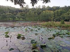 -莲花山公园