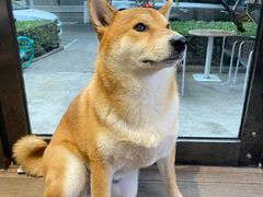 -啡语