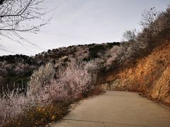 -北京西山国家森林公园