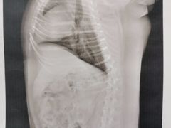 -爱侣宠医·鹦鹉专科·小型哺乳类·异宠专科(灵石路店)