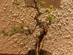 -豆爺小面(朱雀店)