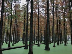 -渌洋湖湿地公园
