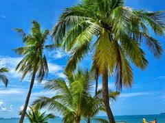 -小白的·非遗东方烤乳猪·海南菜连锁餐厅(椰梦长廊外贸路店)