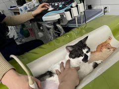 -中国农业大学动物医院