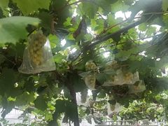 -马陆小张葡萄园农家乐