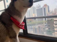 -Husky Go! 哈士奇体验馆·宠物咖啡厅狗咖