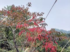 -天鹿湖森林公园