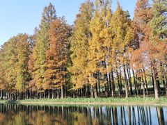 -上海共青森林公园