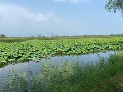 -野鸭湖国家湿地公园