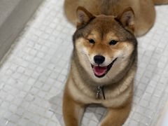 -柴务处·柴犬主题狗咖