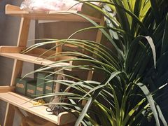 -施奈儿.洗头頭療.按摩SPA.采耳(上梅林店)