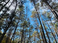 -帽儿山国家森林公园