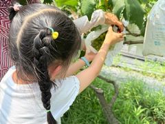 -马陆小张葡萄园农家乐