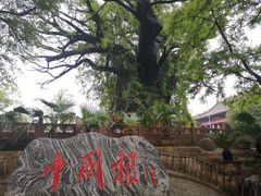 -大槐树寻根祭祖园