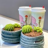 快来鲜芋仙吃多肉新品啦[吐]不会长肉肉的甜品