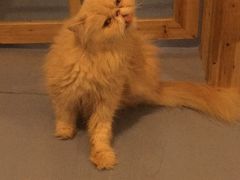 -猫色咖啡·猫咖