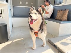 -关爱宠物医院·猫科中心·消化科(滨湖万达分院)