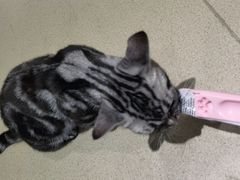 -藏猫猫咖啡主题馆(中央大道店)