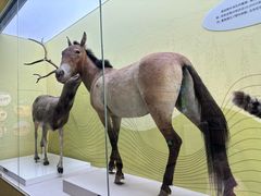 -国家自然博物馆