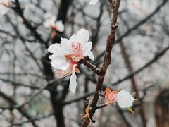 -北京凤凰岭