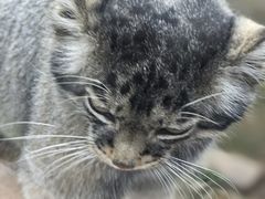 -青藏高原野生动物园