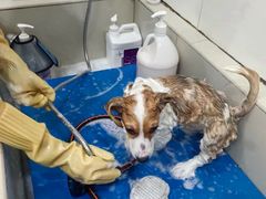 -艾贝尔宠物医院 ·内科全科(梁溪路店)