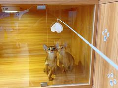 -猫十亿·布偶金渐层·曼基康矮脚猫舍(青年路店)