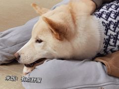 -逗柴咖啡屋·狗咖猫咖宠物桌游