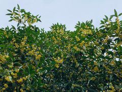 -中国观音故里广德景区