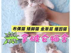-麒麟缅因猫舍·十五年缅因猫选购中心