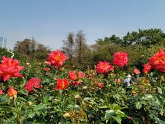 -人民公园(罗湖区)