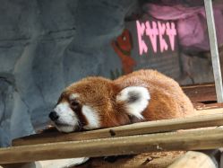 -Zoolung Zoolung动物主题公园(海信广场店)