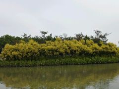 -大湾区中央湿地公园