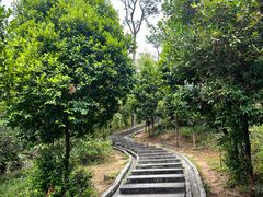 -火炉山森林公园