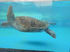 -珠海长隆海洋王国