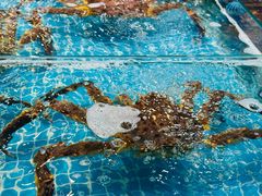 -三亚火车头万人海鲜广场