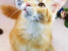 -十年猫舍·猫咪专门店(普陀店)