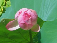 -荔湾湖公园