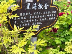 -洛阳市隋唐城遗址植物园