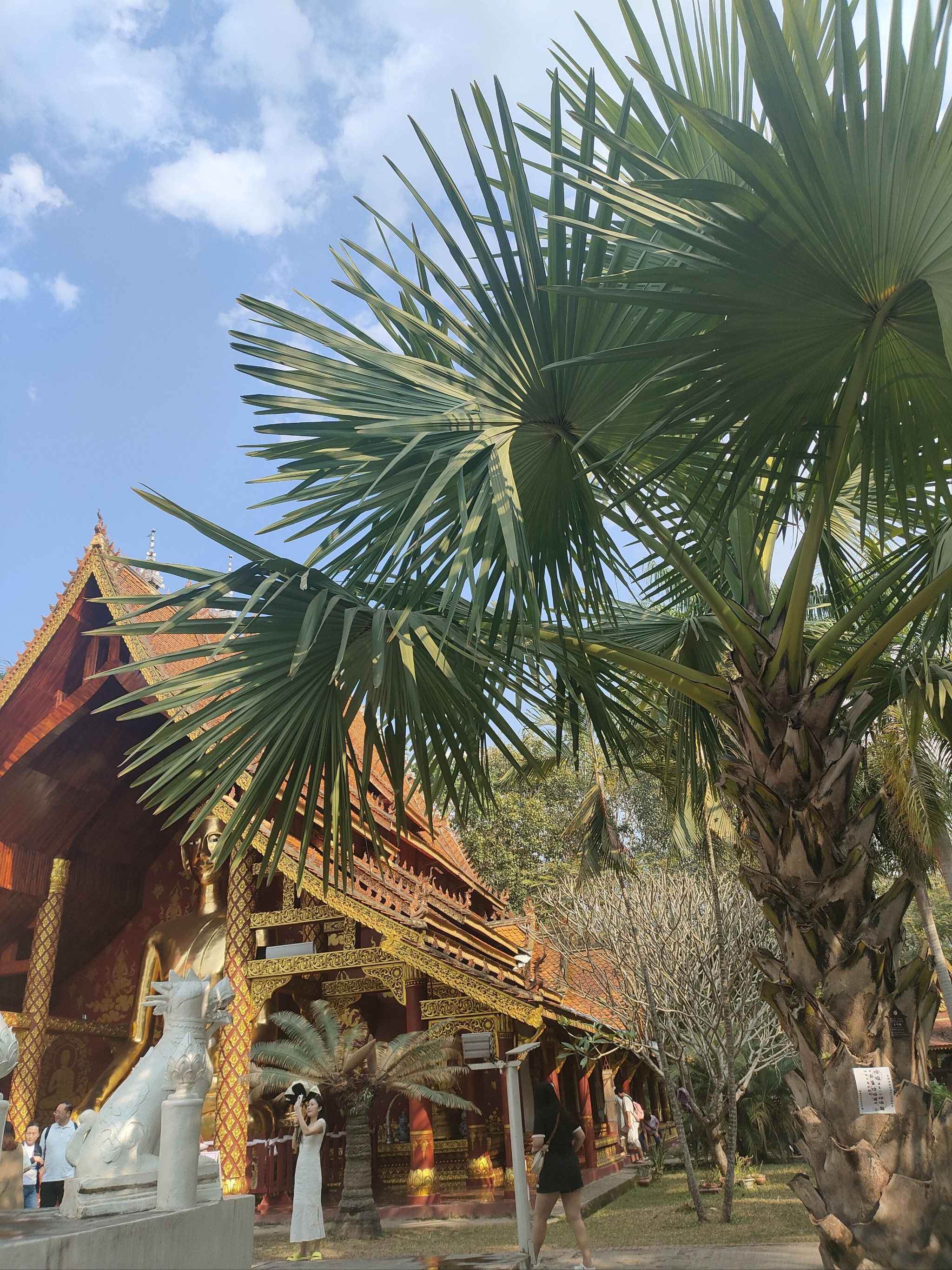 0元玩转这座城西双版纳傣族园:傣族风情