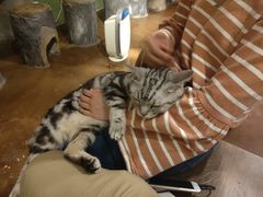 -猫猫幼稚园·撸猫·桌游·电玩