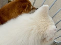 -共舞时光猫咖·狗咖(新街口店)