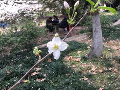 -武汉大学-樱园