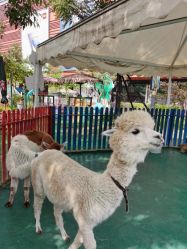 -萌宠亲子动物乐园(槐房万达店)