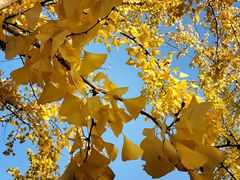 -永定河休闲森林公园