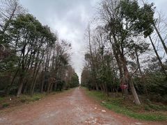 -上海海湾国家森林公园