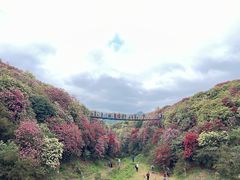 -贵州百里杜鹃风景名胜区