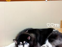-和它·交个朋友·狗咖猫咖(爱琴海店)