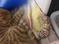 -伟伟宠物医院·CT影像中心·瑞派犬猫综合性门诊(汉口总院)