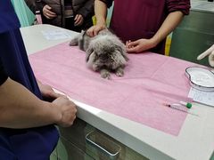 -北京观赏动物医院·24小时大型综合·猫专科·异宠专科